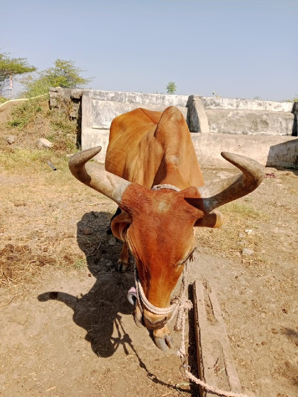 ૩ ઘર ના છે સાવ...