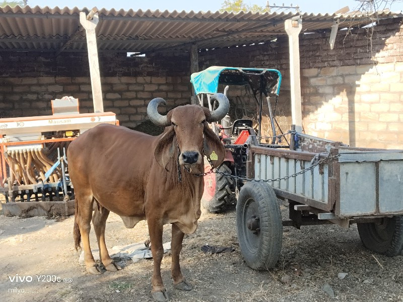 ગાય વેસવાની છે