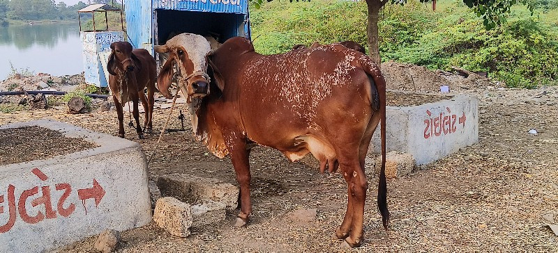 ગીર ગાય વેચવાની...