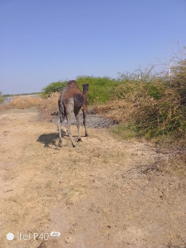 ટબઙ