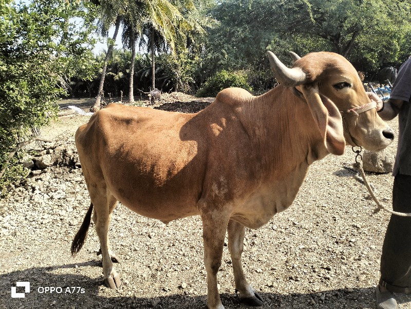 ગાય વેચવાની છે