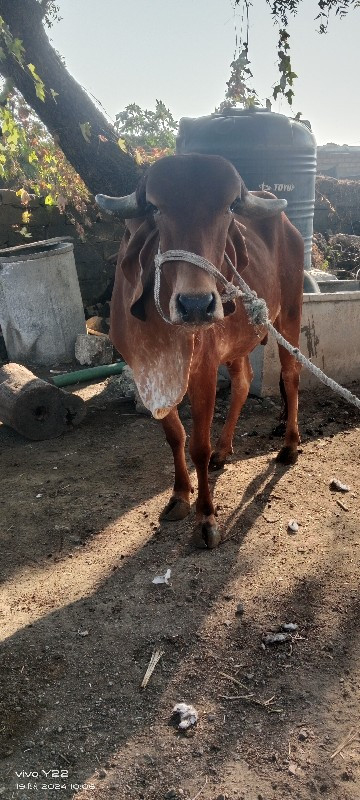 ગાય વેચવાની છે