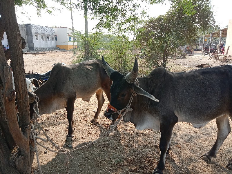 વાસડા વેચવાના ચ...