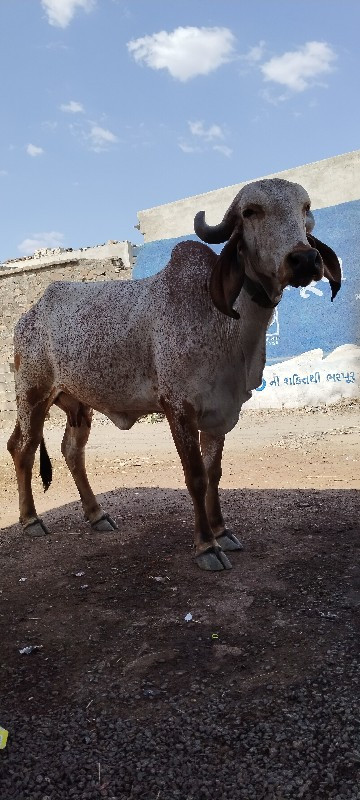 ગાય