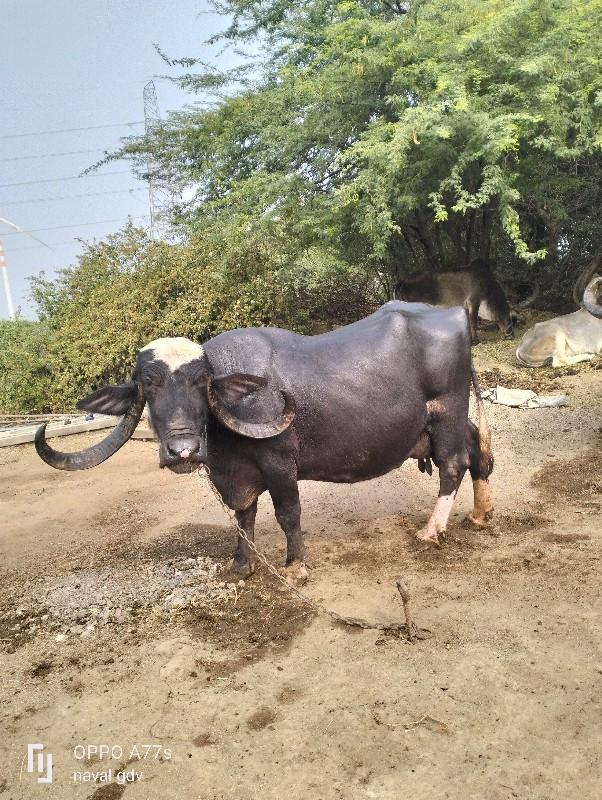 ભીહુ દેવાનીછે ૩