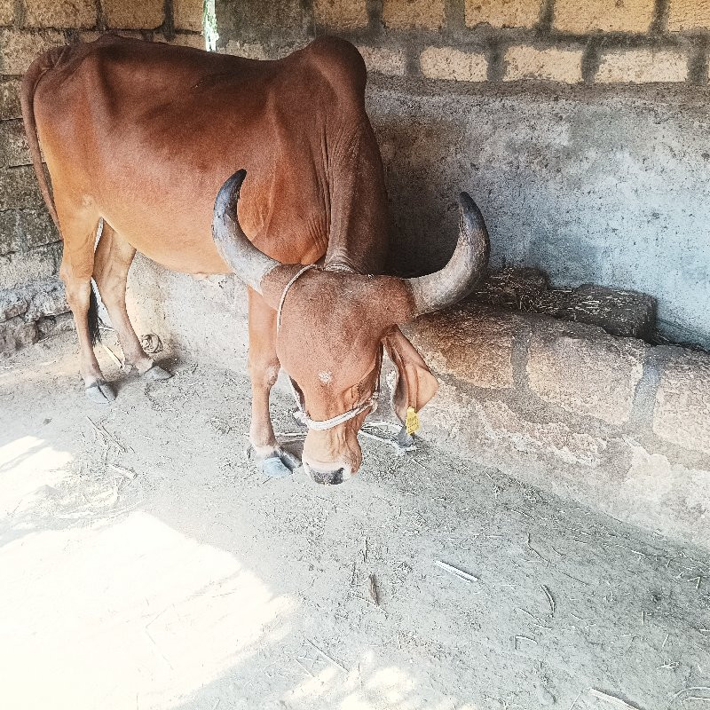 ગાય વેસવાની સે