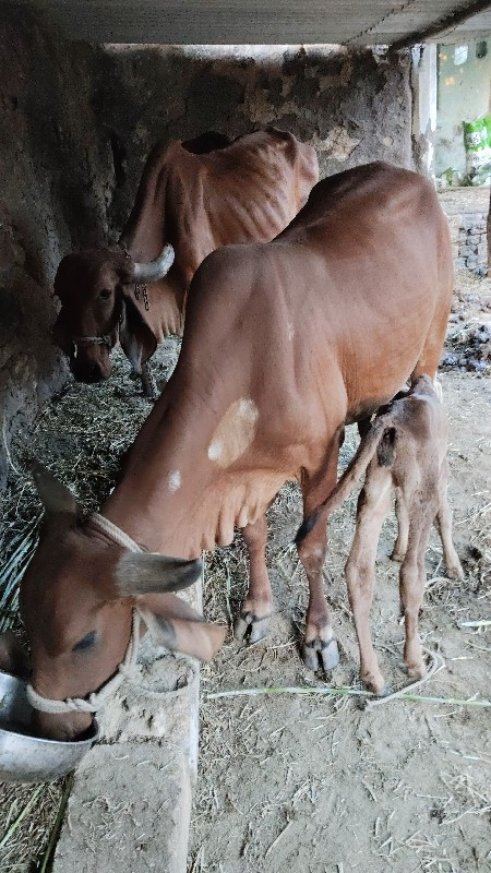 ગાય વેચવાની છે