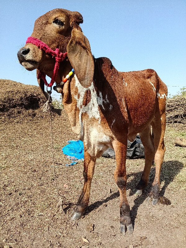 ગીર વાછરડી