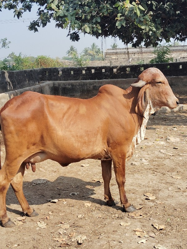 ગીર ગાય વેચવાની...