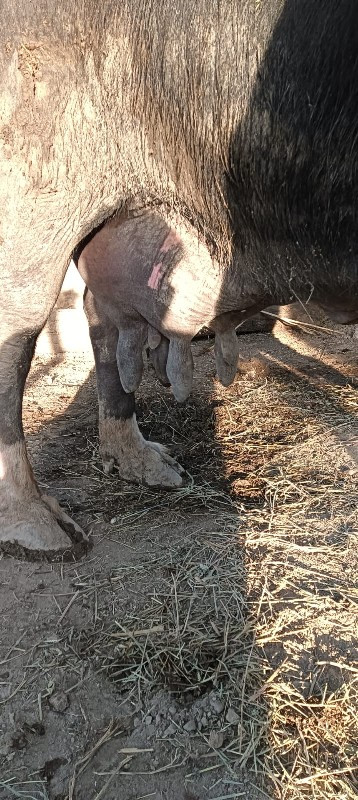 ભેંસ લે વેશ