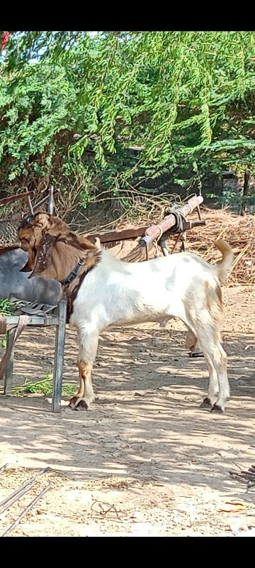 બકરો વેચવાનો છે...