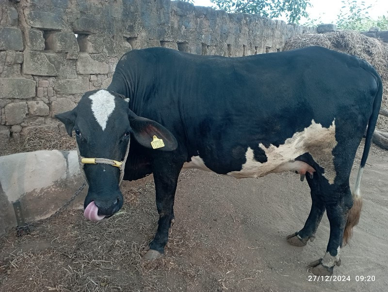 ગાય વેચવાની છે