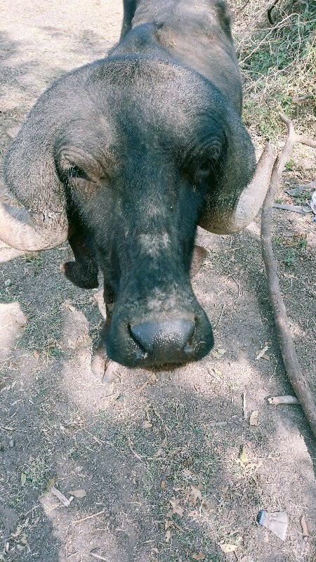 પાડો વેચવાનો છે