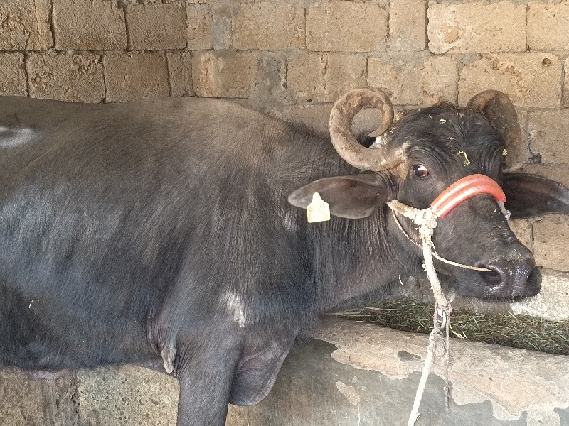 ભેંસ વેચવાની છે...