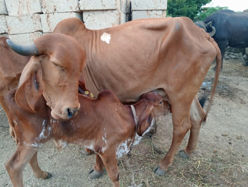 ગાયો