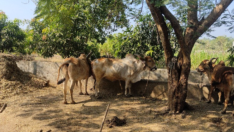 ગામ માથાસુરીયા