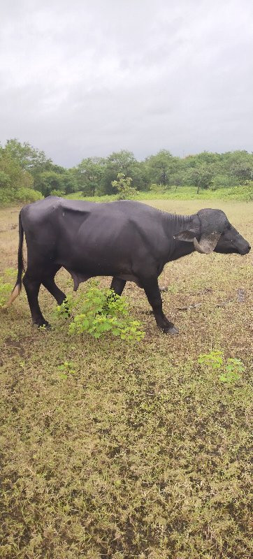 પાડો