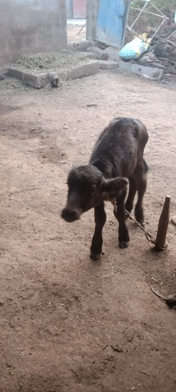 ગીર પાડી 2 જુ વ...