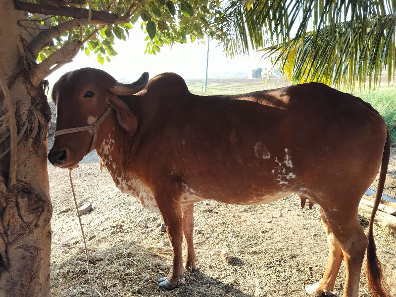 ગાય વેચવા ની છે