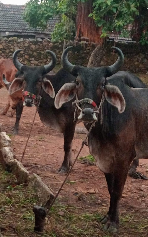 ગોઢલા વેસવાનાસે