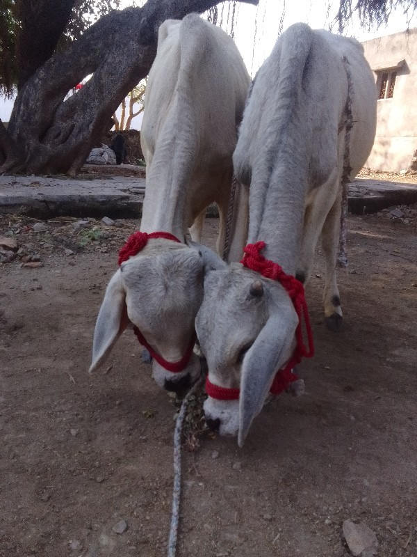 ગોધલા‌ વેચવા‌ ન...