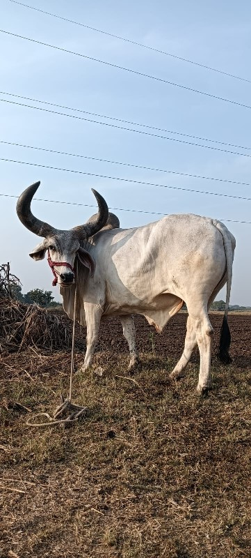 2 dharna chee