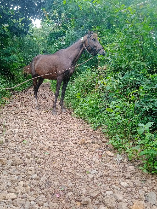 ધોડી