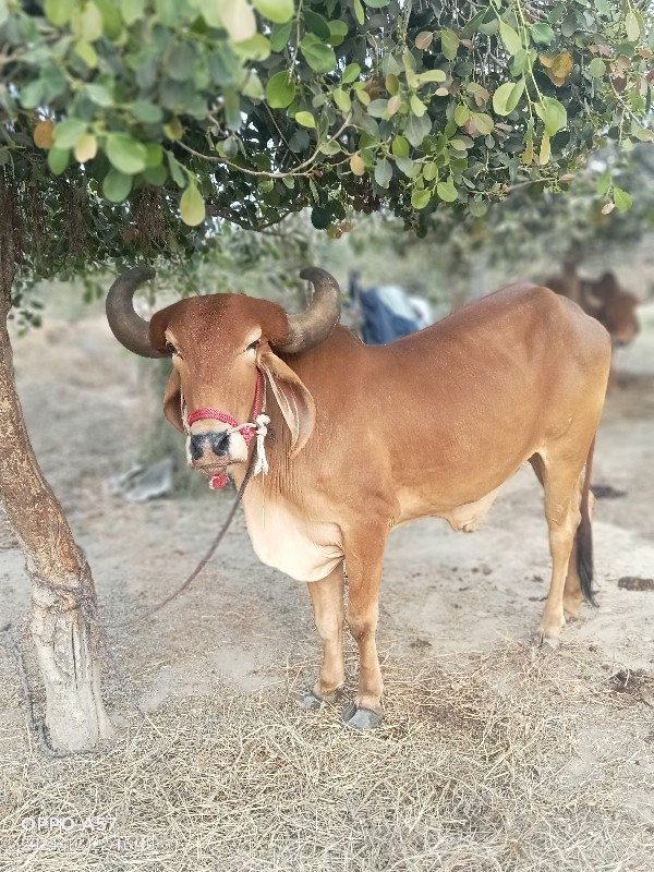 વડલો વેચવાનો છે...