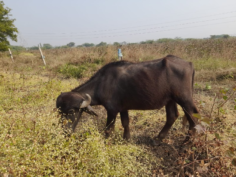 પાડો વેચવાનો છે