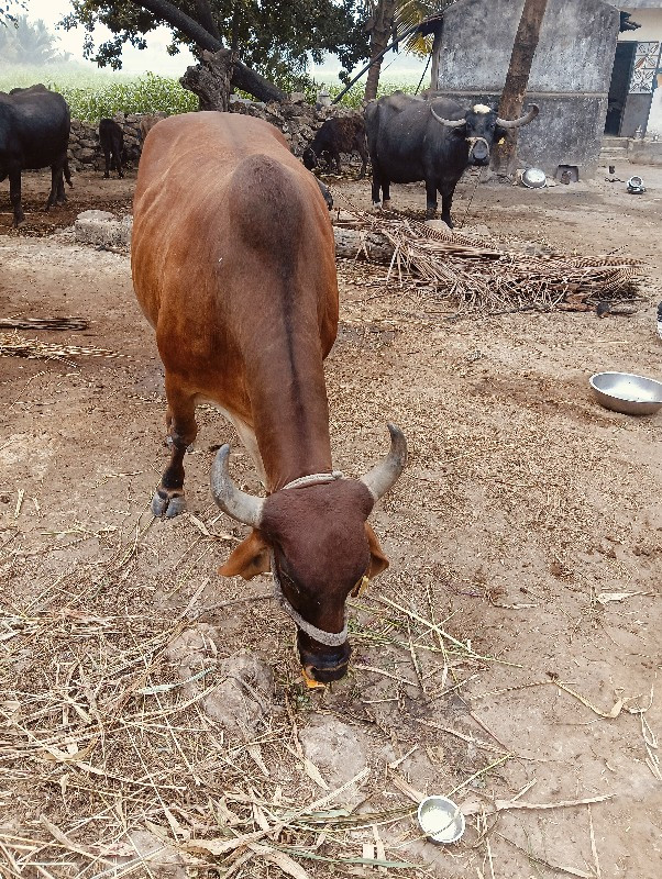 ગાય વેચવાની છે