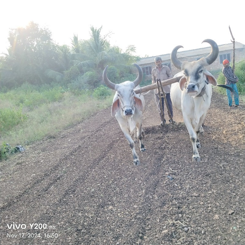 બેસવાના