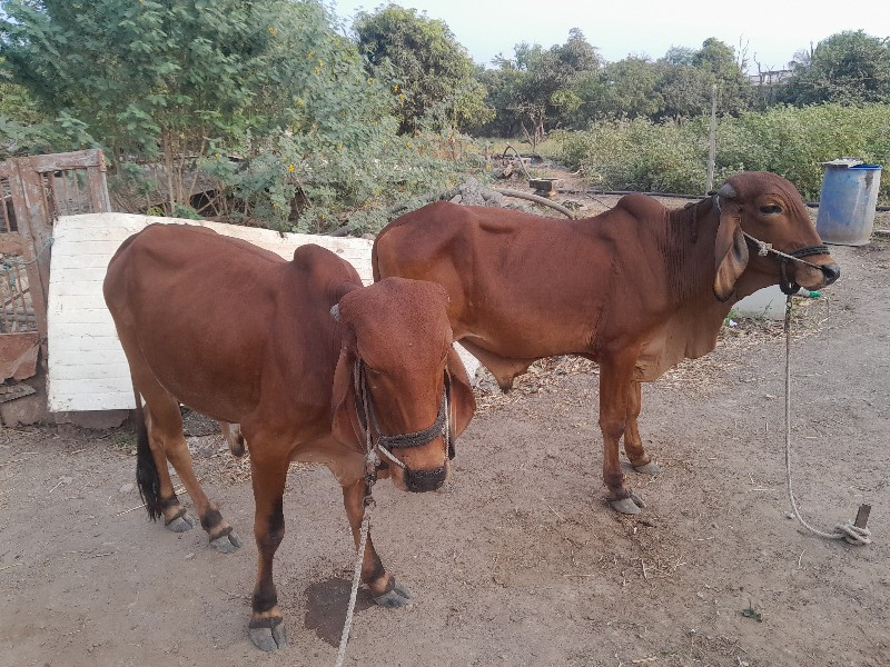 ગોધલા વેસવાના સ...