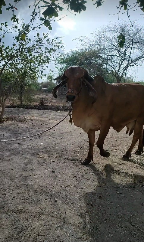 ગાય