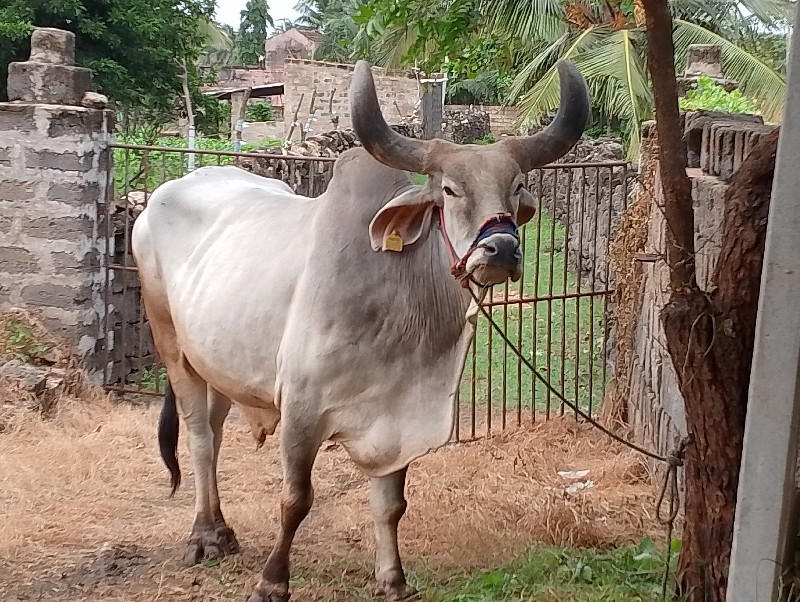 બળદ વેચવાનો છે