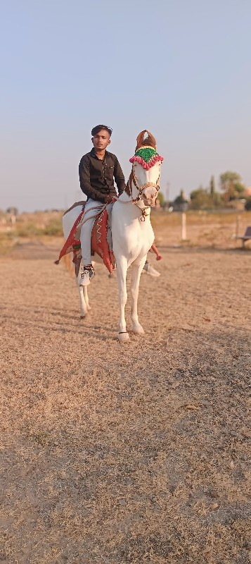 ધોડી ના સાટા કર...