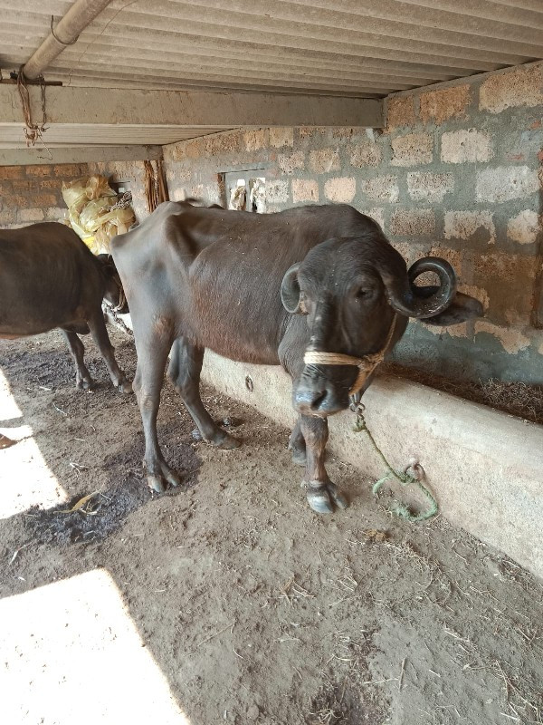 ખડેલી વેચવાની છ...