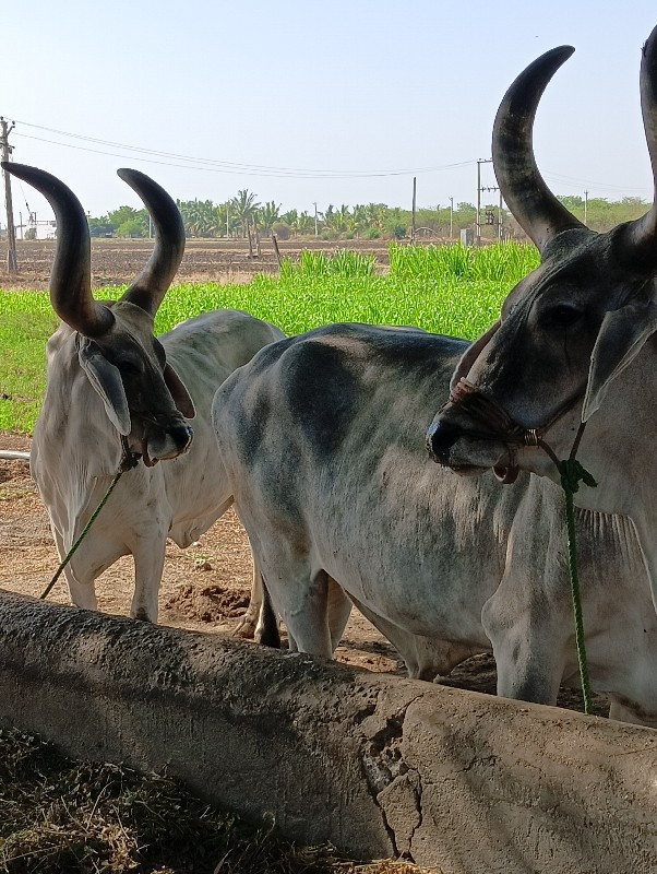 બરદ