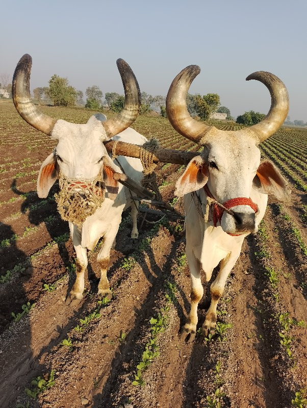 બળદ ગોઢલા