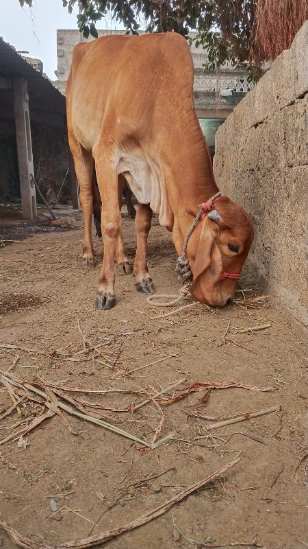 આ ગીર ગાય છે