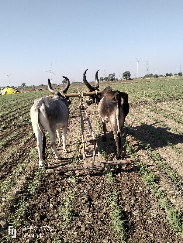 સાવ સોજાછે જવાબ...