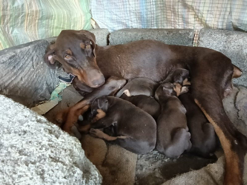 doberman female...