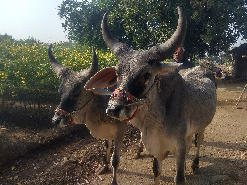 બળદ વેચવાના છે