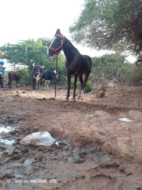 ઘોડો વેચવાનો છે