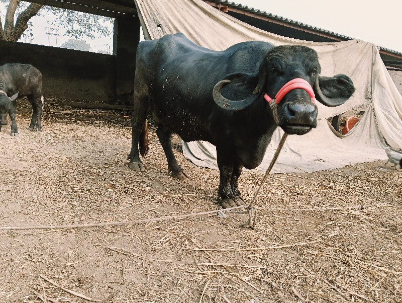 તીજુ વેતર