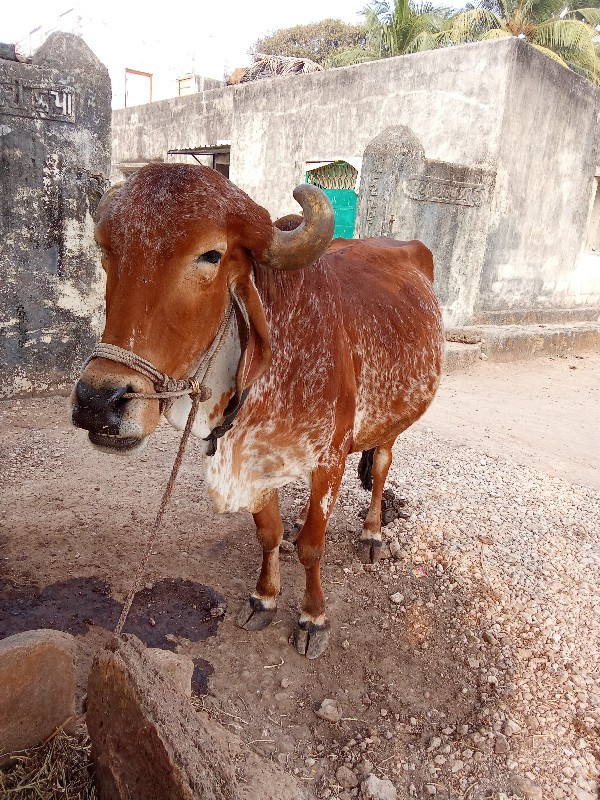 બળદ વેચવા નો છે