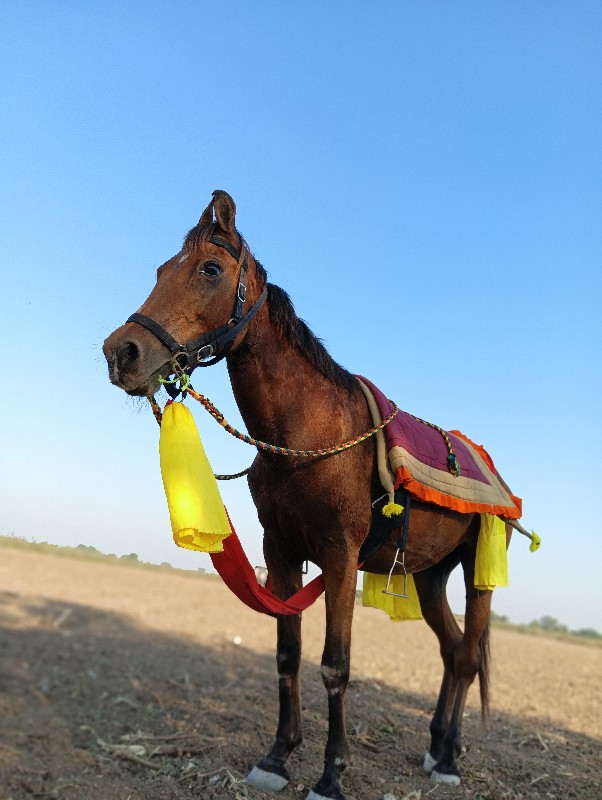 ghodi vechvani...