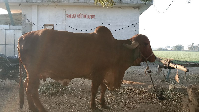 ગાય વેચવાની છે