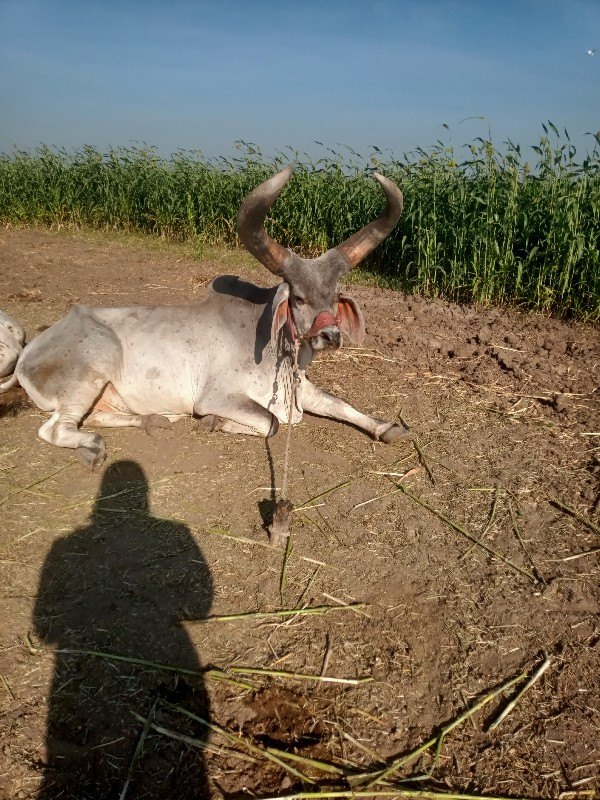 બરધ વેશવા ના છે