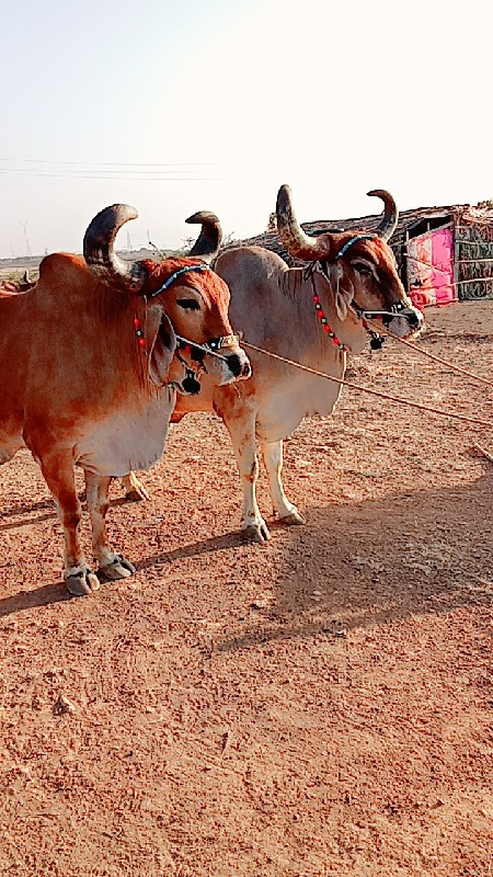 ગોઢલા વેચવાના છ...