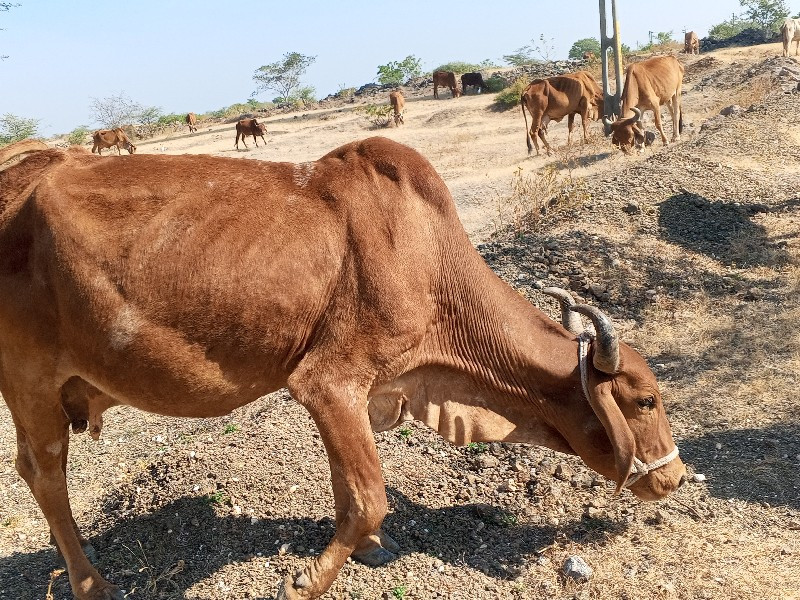 ગાય વેસ વાની છે